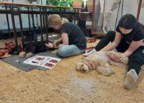 2026_manuální ošetření psů