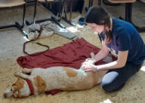 2026_manuální ošetření psů