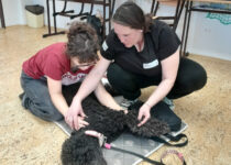 2026_manuální ošetření psů