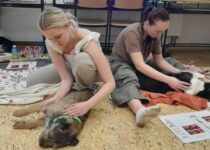 2026_manuální ošetření psů