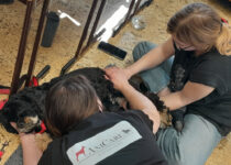 2026_manuální ošetření psů