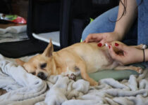 2026_manuální ošetření psů