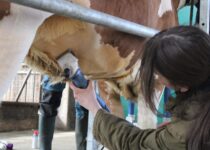 Kosmetická příprava