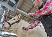 Kosmetická příprava