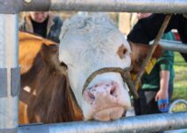 Kosmetická příprava