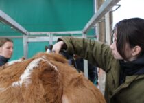 Kosmetická příprava