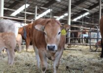 Kosmetická příprava