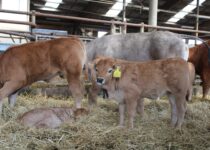 Kosmetická příprava