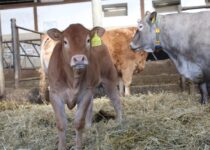 Kosmetická příprava