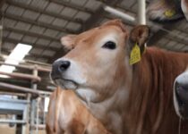 Kosmetická příprava