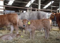 Kosmetická příprava