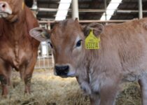 Kosmetická příprava