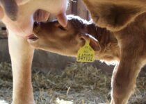 Kosmetická příprava